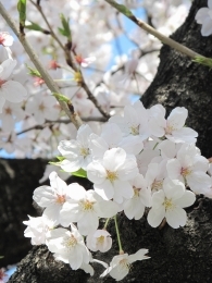 桜。.jpg